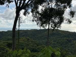 Panoramic ocean-view forest landscape from a ridge with tall trees and lush greenery.
