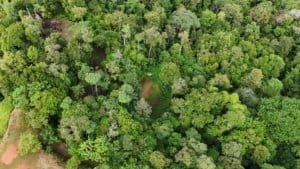 Aerial view of dense tropical forest canopy in Dominical, Costa Rica.