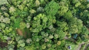 Aerial view of lush green forest with dense trees and a small clearing.