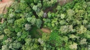 Aerial view of dense green rainforest with varied tree canopy in Costa Rica.