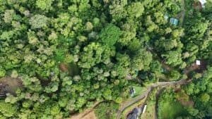 Aerial view of dense green forest with winding dirt path and scattered clearings.