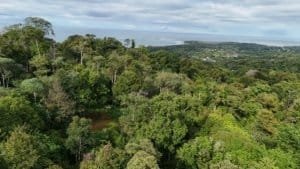 Aerial view of lush tropical forest with distant ocean horizon.