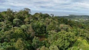 Aerial view of lush forest leading to distant coastline and sea.