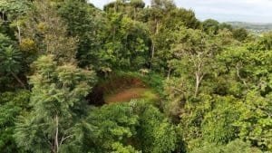 Dense tropical forest canopy with green trees and undergrowth in Dominical area.