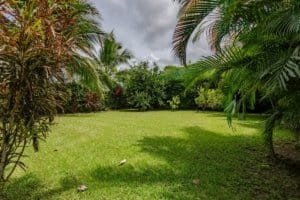 Lush green lawn surrounded by palm trees and tropical plants in Costa Rica.