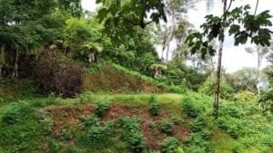 Lush Costa Rica hillside with green vegetation and trees overlooking terraced land.