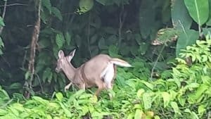 Brown mammal in lush Costa Rica foliage near a creek with green leaves.
