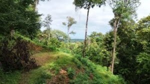 Dominical real estate: hillside land with lush trees and distant ocean view.