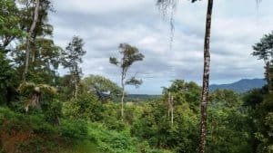 Ocean view from a dense Costa Rica rainforest with tall trees and distant hills.