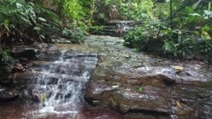 Creek with small waterfall in lush tropical garden setting.
