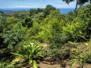 Lush tropical rainforest with ocean view in Dominical, Costa Rica.