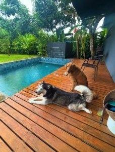 Two dogs relaxing on a wooden deck by a pool in a lush tropical garden.