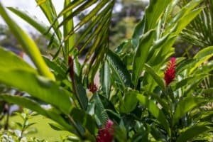Lush green plants with pink-red tropical flowers in a sunny garden.