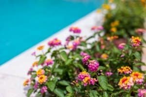 Colorful lantana flowers by a poolside reflect tropical Costa Rica real estate.