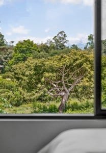 Beautiful tree and lush greenery seen from a window in Dominical, Costa Rica.