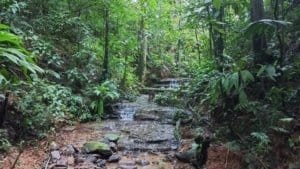 Creekside tropical forest trail with stones and lush vegetation in Costa Rica.