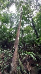 Lush tropical forest with tall trees and foliage in Costa Rica.