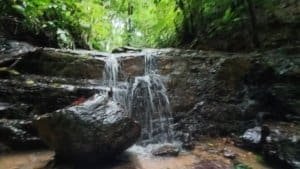 Tranquil creek with small waterfall in lush green forest, rocks and flowing water.