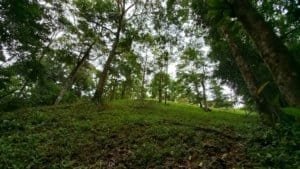 Lush tropical forest with tall trees and green undergrowth in Dominical area.
