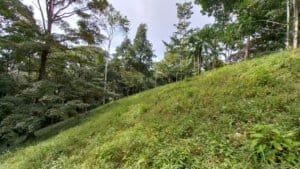 Creekside hillside with green vegetation and trees in Costa Rica.