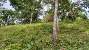 Lush hillside with trees and dense vegetation in Dominical area.