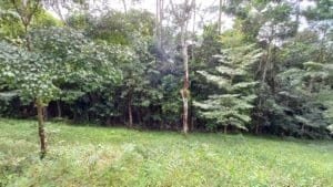 Lush Costa Rica forest with trees and grassy clearing.