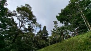 Lush green hillside with tall trees along a forested slope near Dominical, Costa Rica.