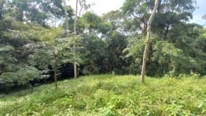 Lush green clearing with trees and undergrowth in a tropical rainforest setting.