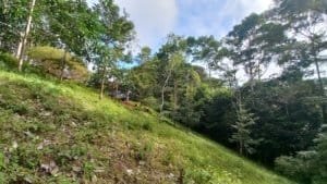 Creekside hillside with green trees and a forested slope in Dominical Costa Rica.