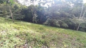 Creekside lot with trees and grassy clearing in Dominical, Costa Rica.