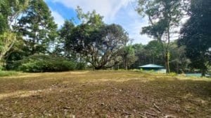 Creekside property in Dominical with trees and open green space.