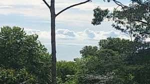 Lush tropical trees along a creek with blue sky and clouds.