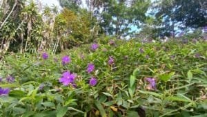 Purple flowers and lush green leaves in a Costa Rica garden setting.