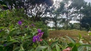 Purple flowers and lush greenery along a creekside garden in Costa Rica real estate scene.