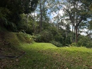 Lush green rainforest with open grassy area and tall trees in Costa Rica.