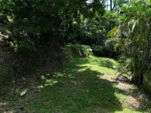 Lush tropical rainforest garden with dense trees and green grass in Costa Rica.