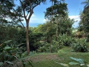 Scenic ocean view with lush rainforest and tropical trees in Matapalo.