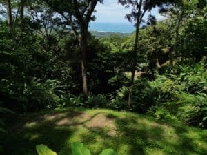 Lush rainforest with ocean view and river in Matapalo, Costa Rica.