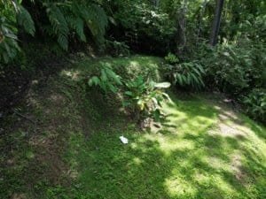 Dense rainforest with green foliage and sunlight on the ground.