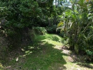 Green rainforest trail with dense foliage and sunlight filtering through trees.