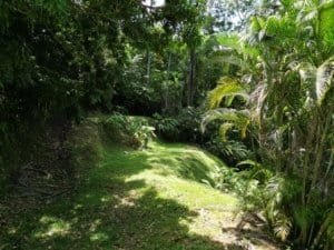 Lush tropical rainforest with dense greenery and sunlight filtering through trees.