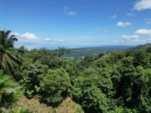 Scenic view of lush green forest and distant ocean from hillside property.