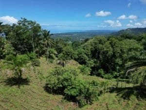 Lush green hillside with trees and ocean in the background.