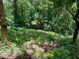 Dense tropical forest with trees and undergrowth in Costa Rica.