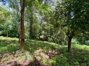 Lush tropical forest with trees and undergrowth in Dominical area.