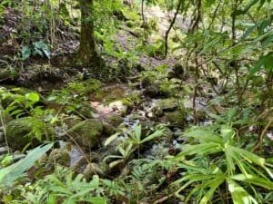 Lush tropical forest with creek and rocks in Dominical, Costa Rica.
