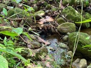 Lush tropical creek with moss-covered rocks and flowing water in Dominical.