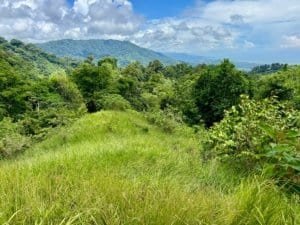 Lush green hillside with ocean view and surrounding forest in Dominical.